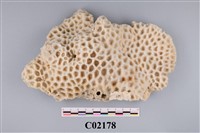 藏品(珊瑚化石)的圖片